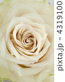 薔薇