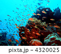 きれいな南国のサンゴ礁と熱帯魚の群れ