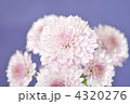 小菊。