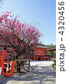 下鴨神社　満開の光琳の梅