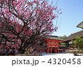 下鴨神社　満開の光琳の梅