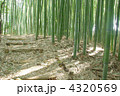 竹林の小道