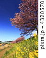 河津桜と菜の花