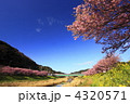 河津桜と菜の花