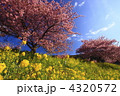 河津桜と菜の花