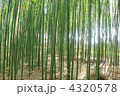 嵯峨野の竹林