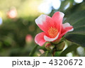 つばき（胡蝶侘助）