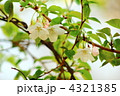 葉桜