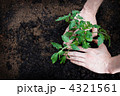 パセリを植える