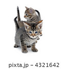 子猫　白バック
