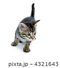 子猫　白バック