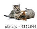 子猫　白バック