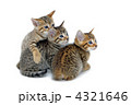 子猫　白バック
