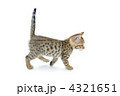 子猫　白バック
