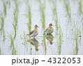 ウズラシギ