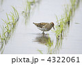 ウズラシギ