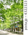 丸の内仲通りの新緑