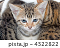 子猫　白バック