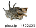 子猫　白バック
