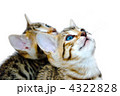 子猫　白バック