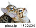 子猫　白バック