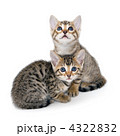 子猫　白バック