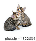 子猫　白バック