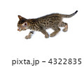 子猫　白バック
