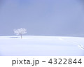 雪原