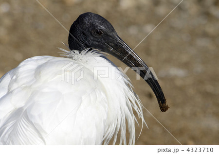 黒朱鷺 クロトキ 鳥