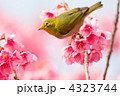 メジロ２
