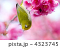 メジロ３