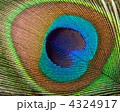 4324917