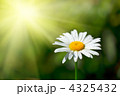 4325432