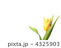 4325903