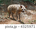 4325971