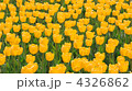 4326862