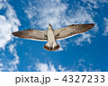 4327233