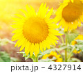 4327914