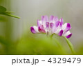 れんげそう