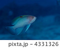 ケラマハナダイ