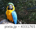 4331765