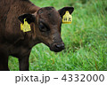八丈島の子牛 4332000