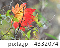 ハウチワカエデの落ち葉