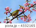芝公園のメジロと河津桜と青空