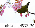 芝公園のメジロと河津桜
