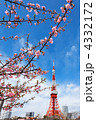 芝公園の咲き初めの河津桜と東京タワーと青空