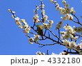 東御苑のメジロと白梅と青空
