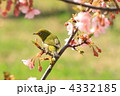 芝公園のメジロと河津桜と青空