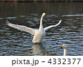 白鳥